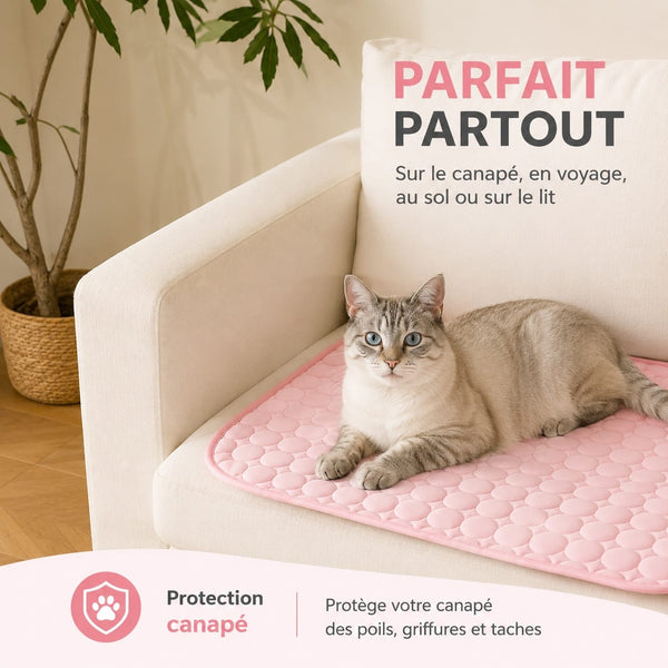Chat sur tapis rafraîchissant dans salon