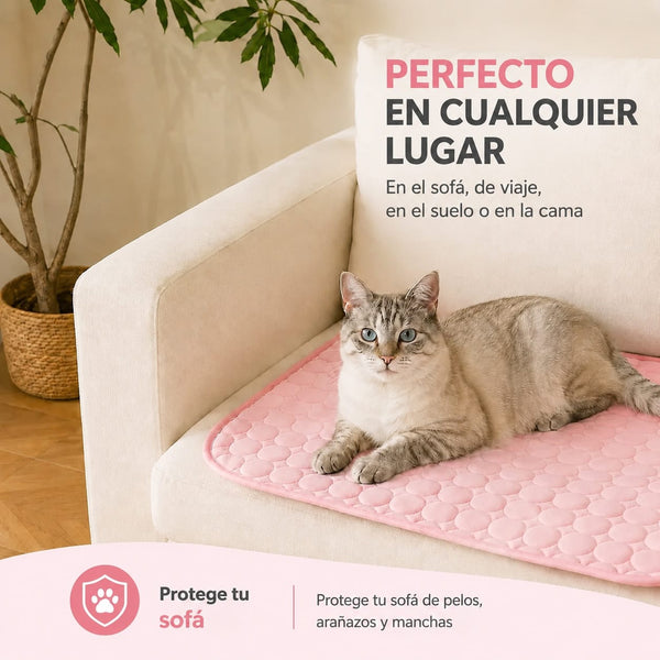 Gato sobre alfombra refrescante en el salón
